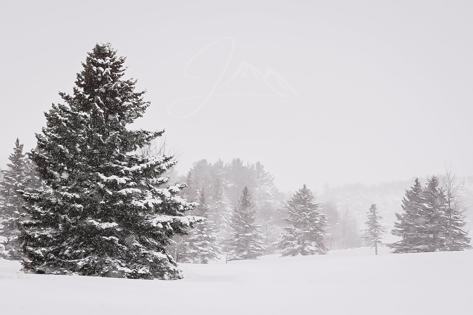 print of snowy trees
