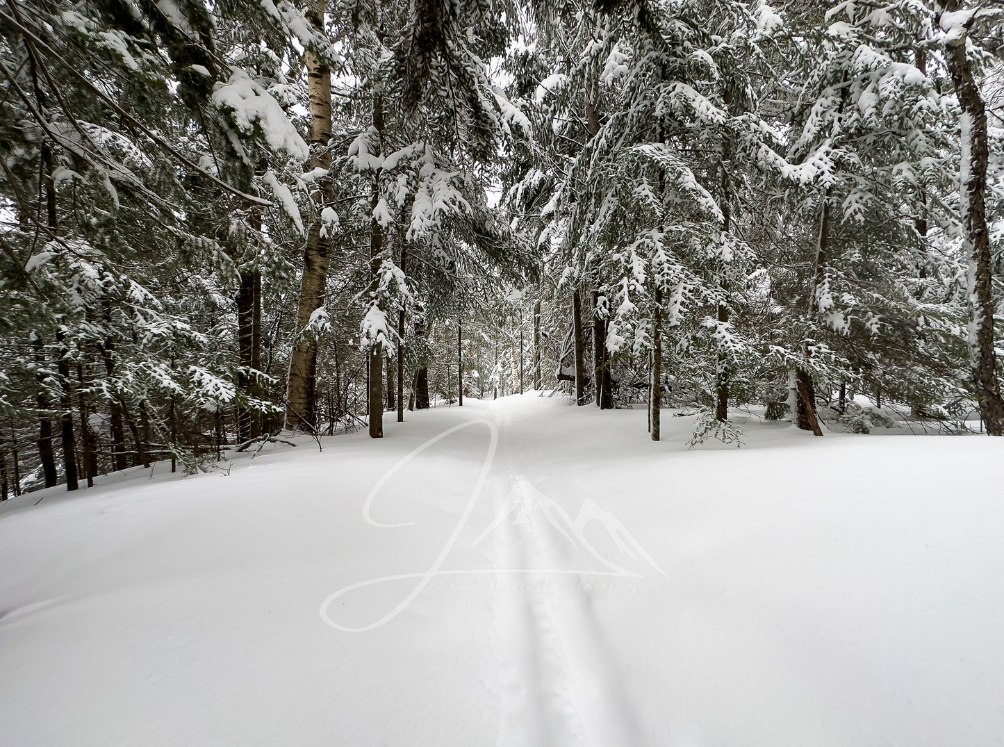 print of Ski Tracks in Powder Snow