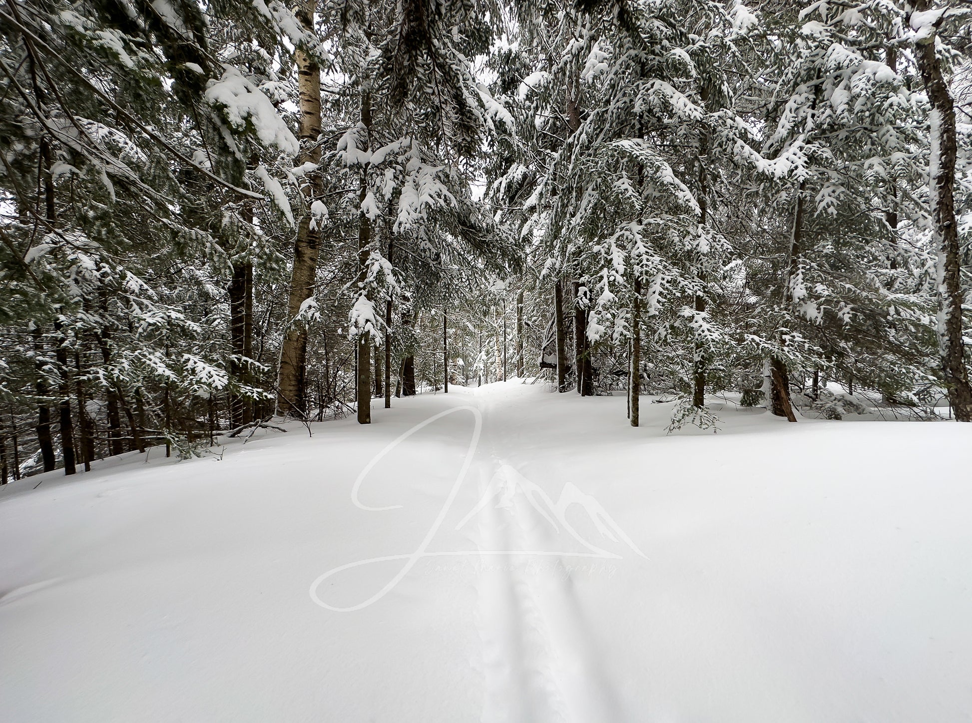 print of Ski Tracks in Powder Snow