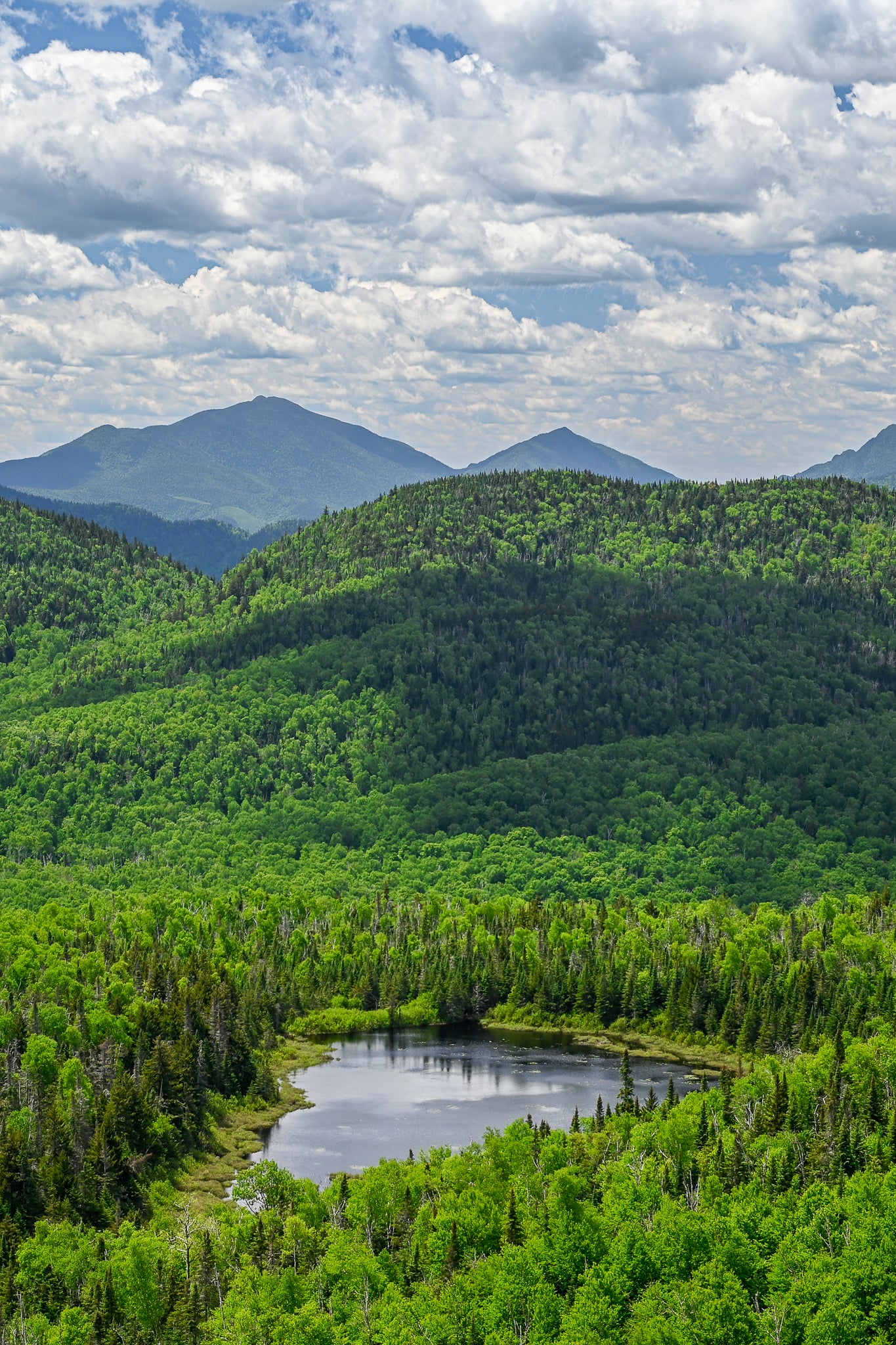 print of a lost pond Adirondack Mountains