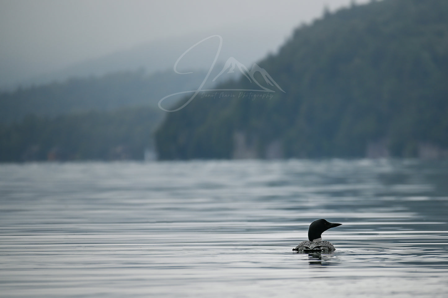 print of a Common Loon on Lake Placid