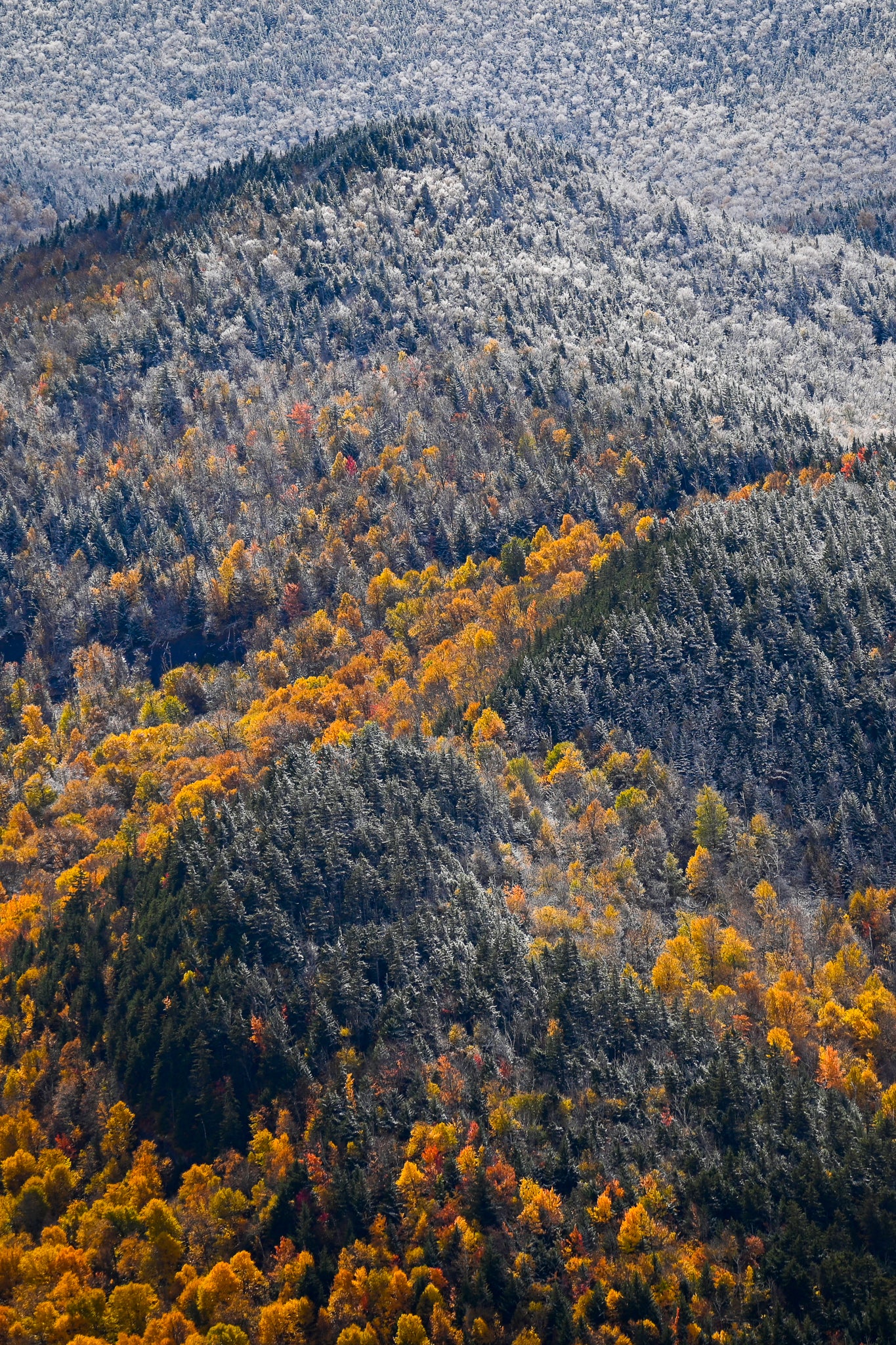 print of snow and foliage Adirondack Mountains