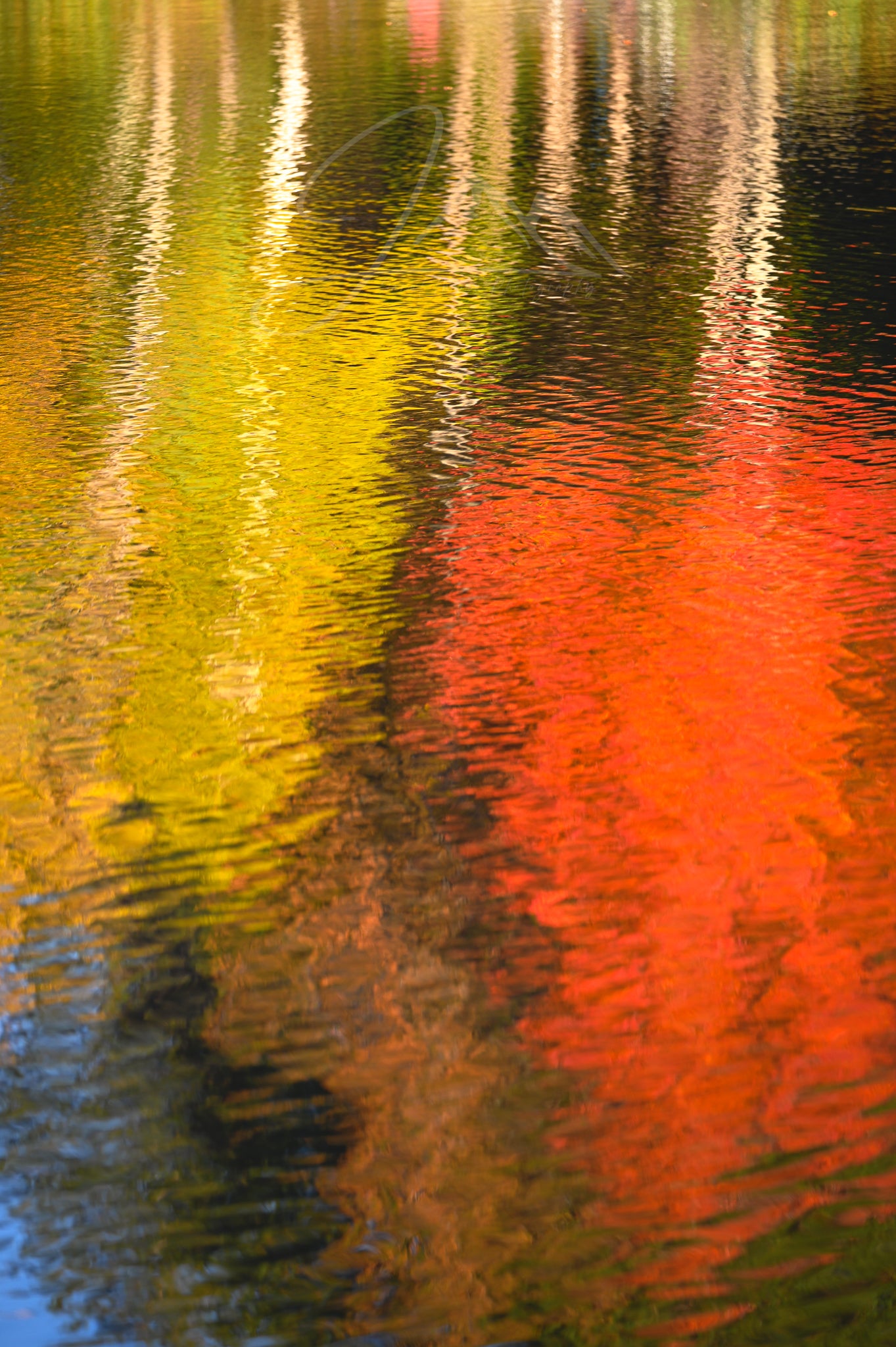 print of Reflections of Fall Trees