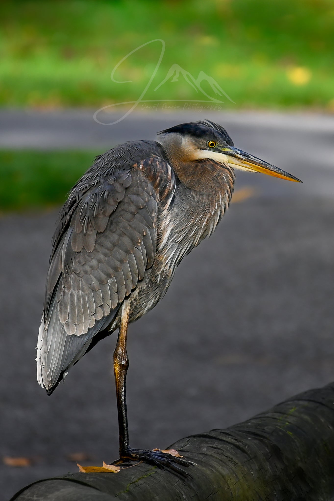 print of a Great Blue Heron