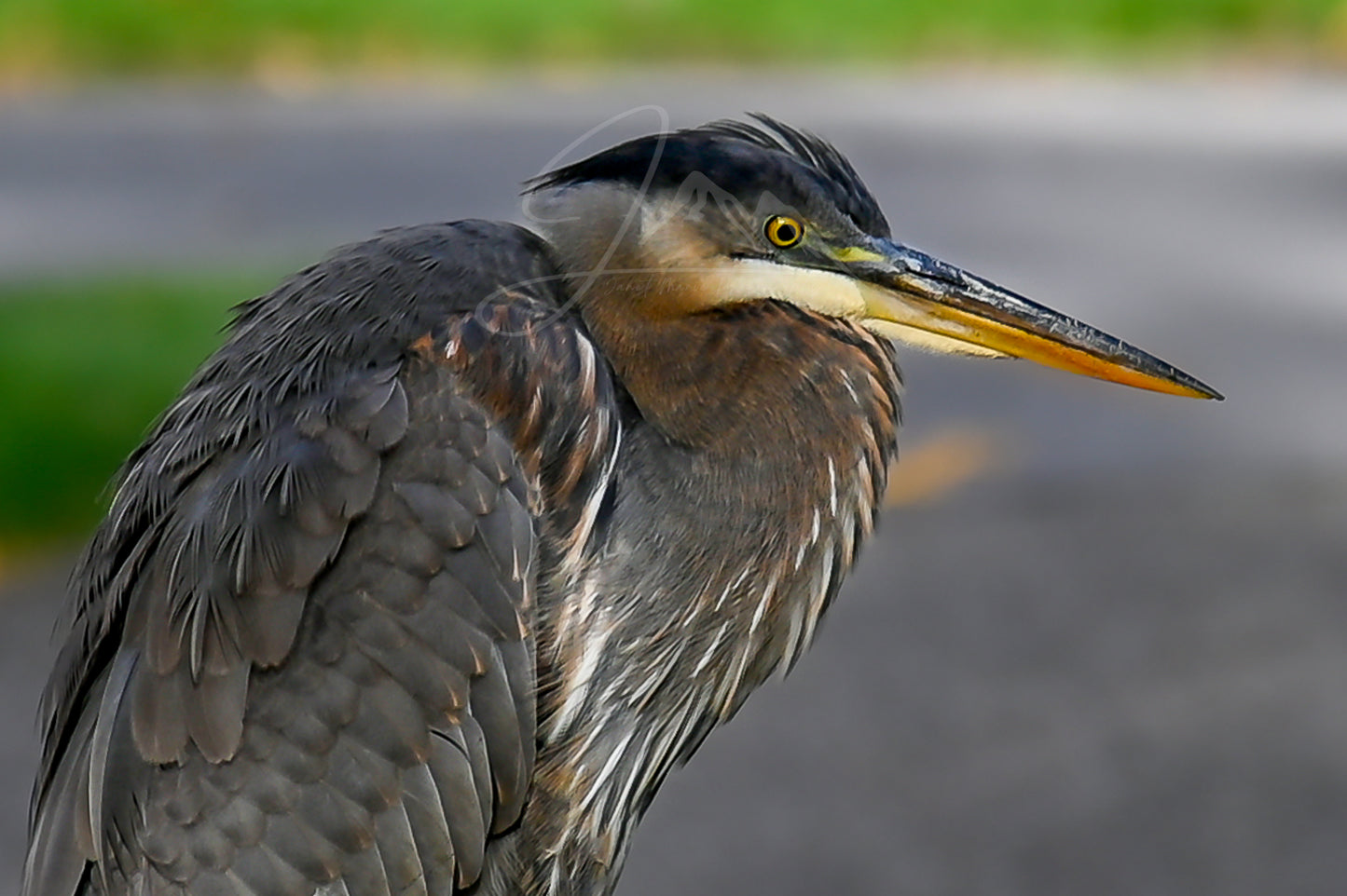 print of a Great Blue Heron
