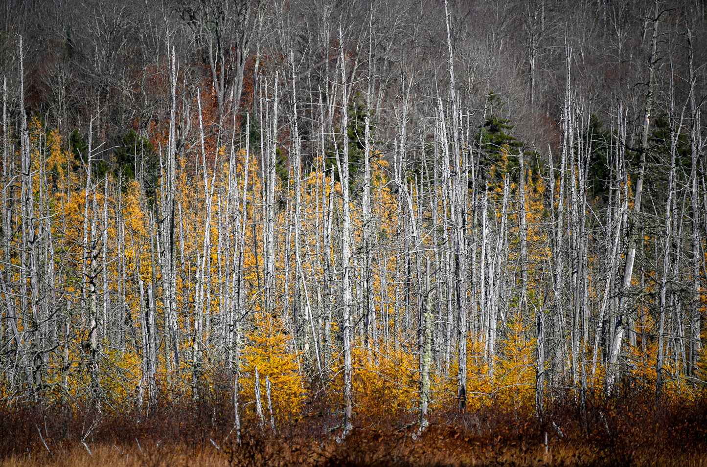 print of tamarack trees