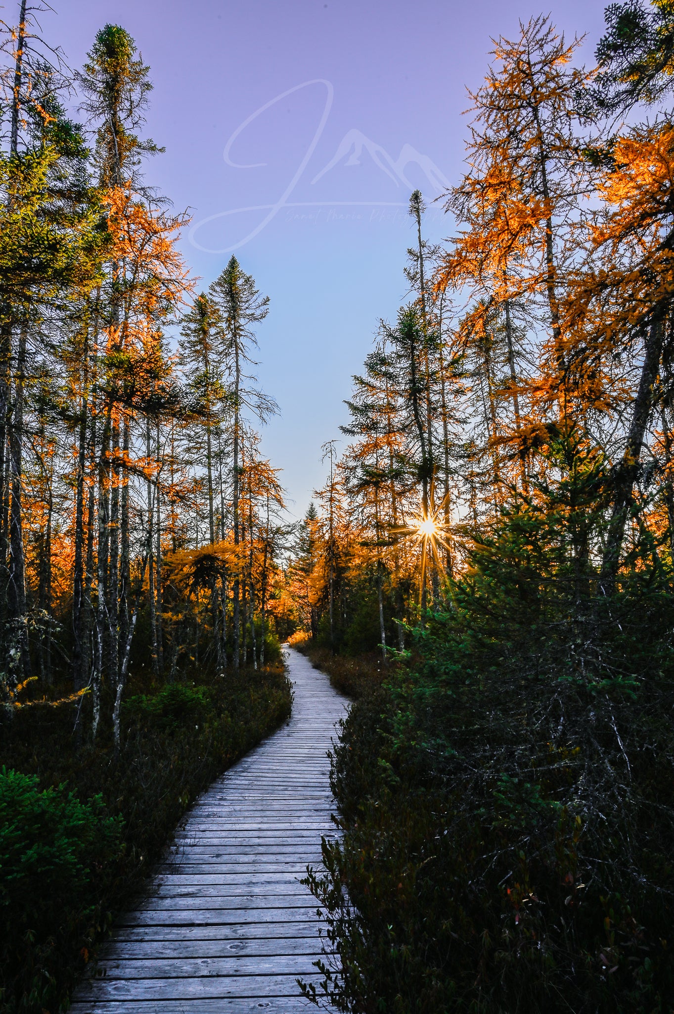 print of a Golden Tamarack Sunset Adirondack Mountains