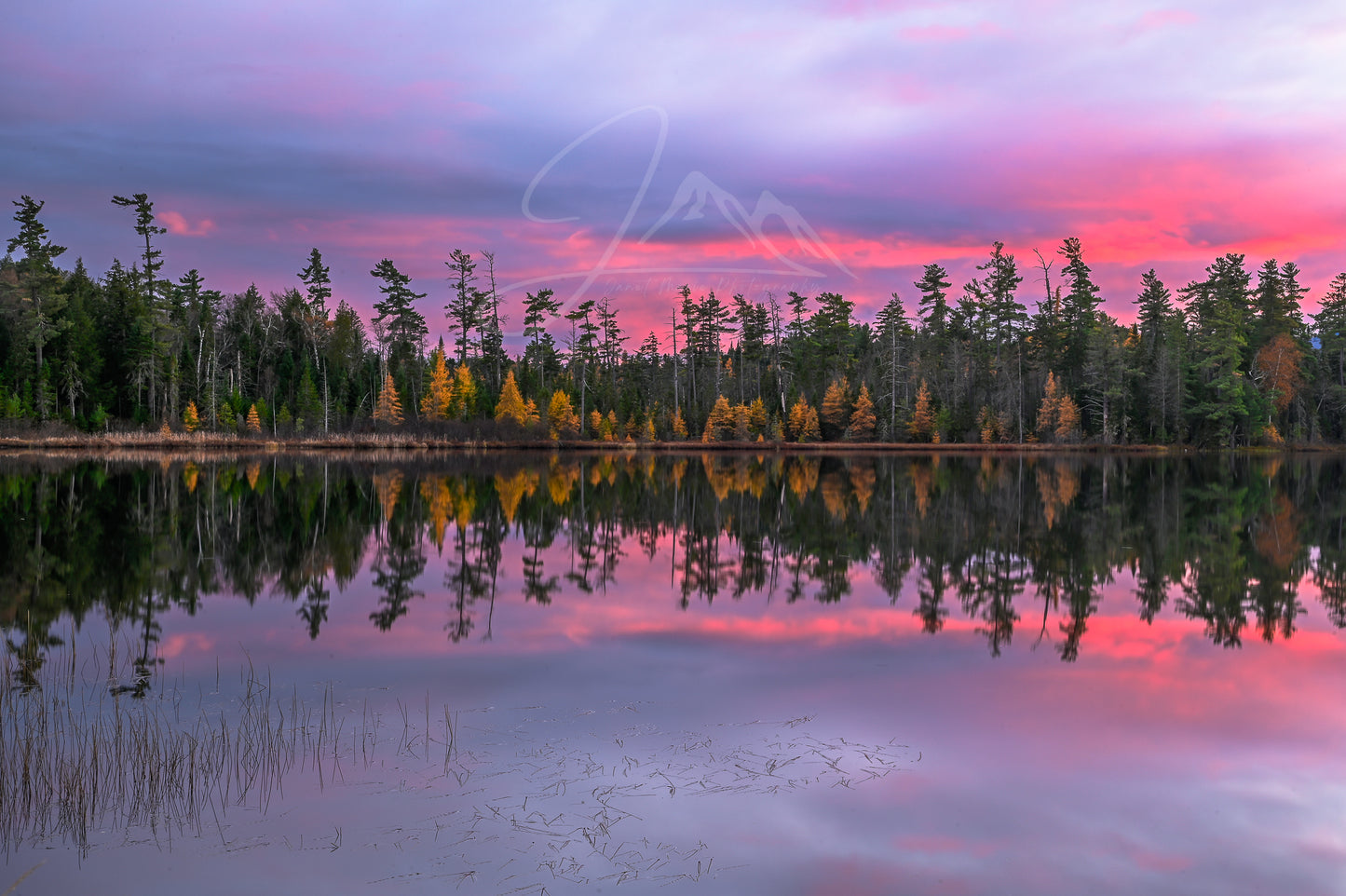 sunset with tamarack trees