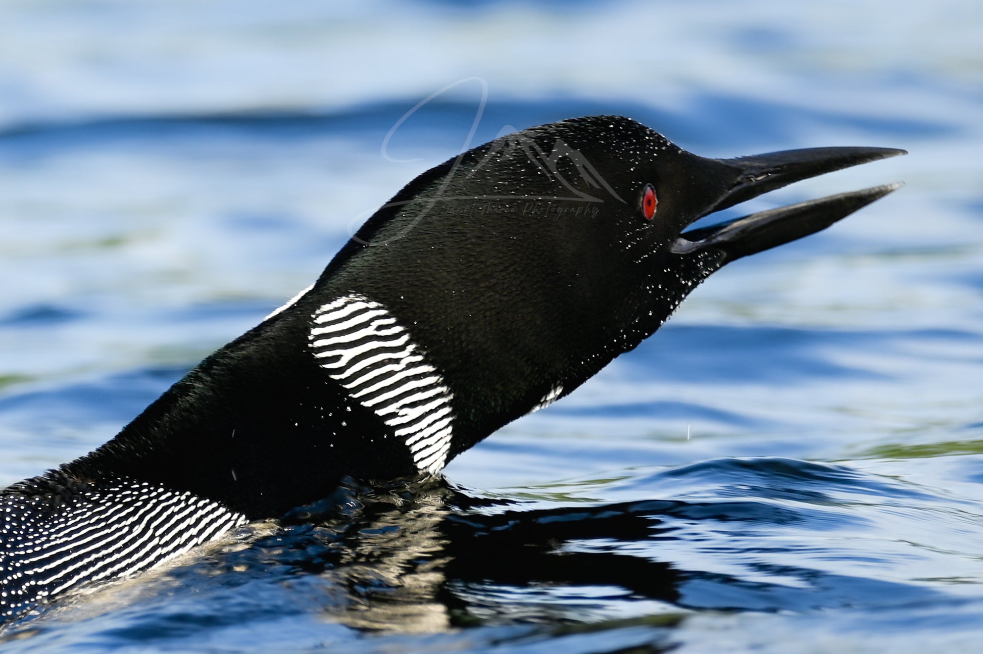 print of a loon call