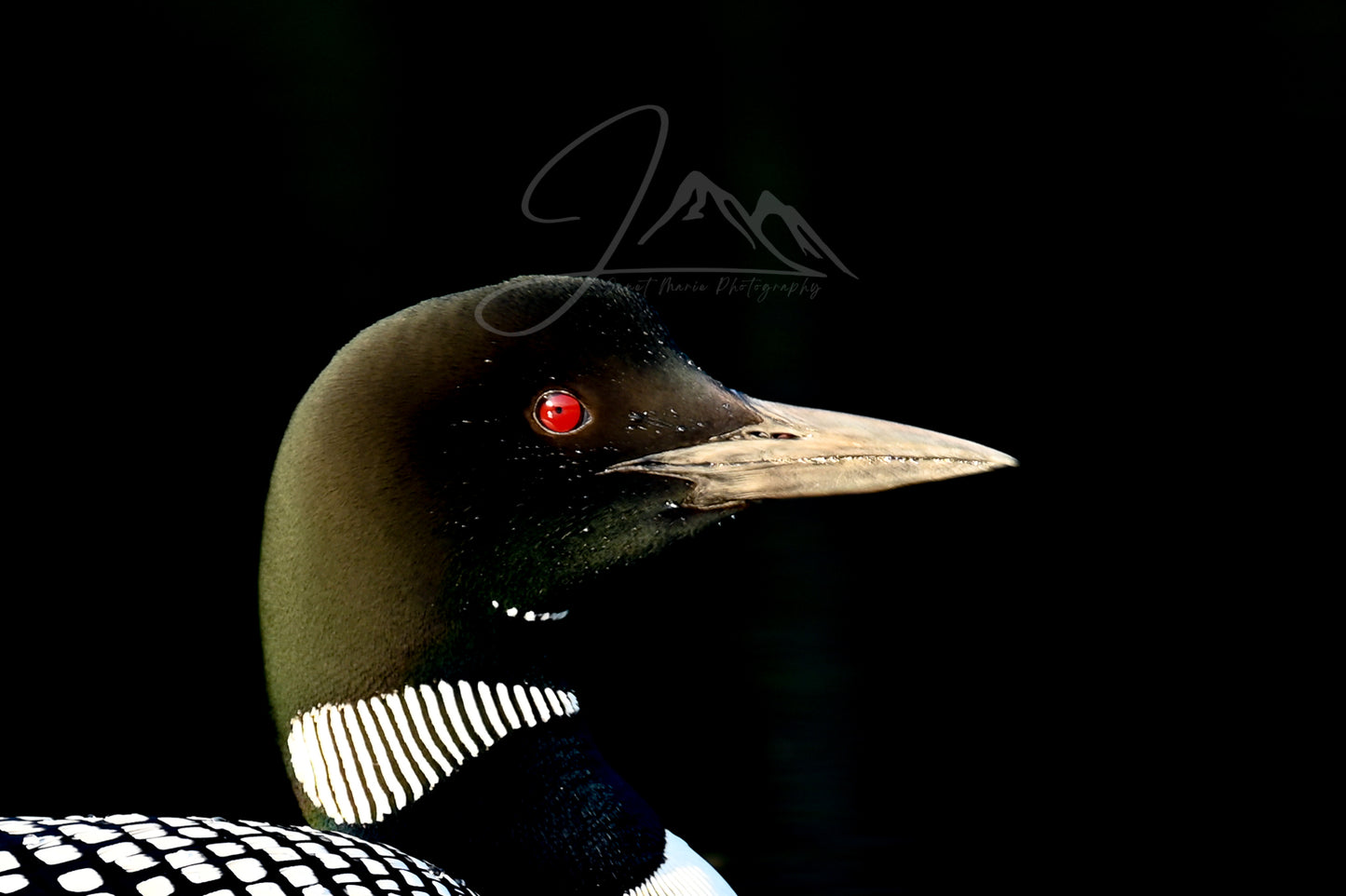 print of a Common Loon Adirondack Mountains
