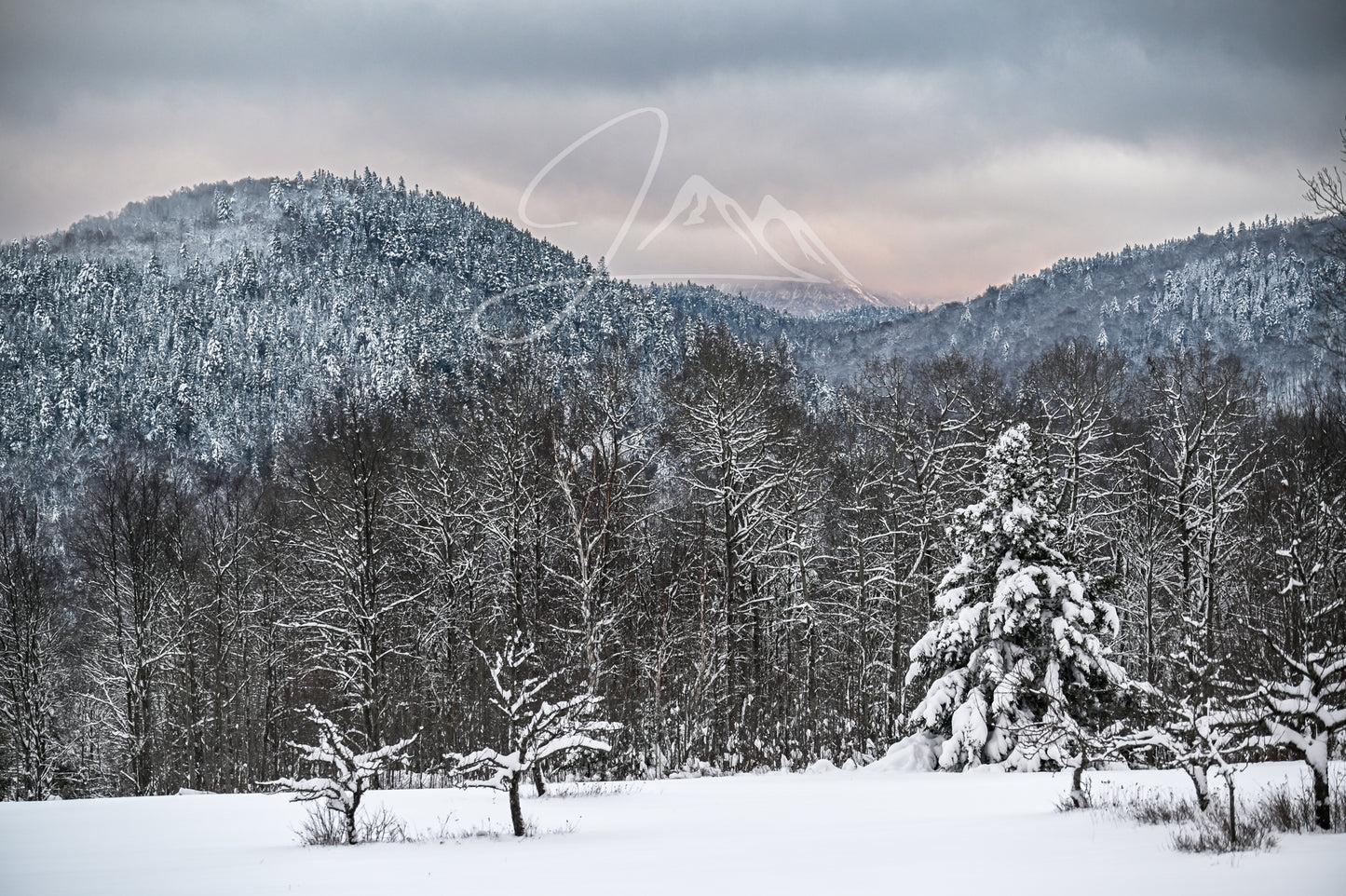 print of a field with snow covered trees and mountains