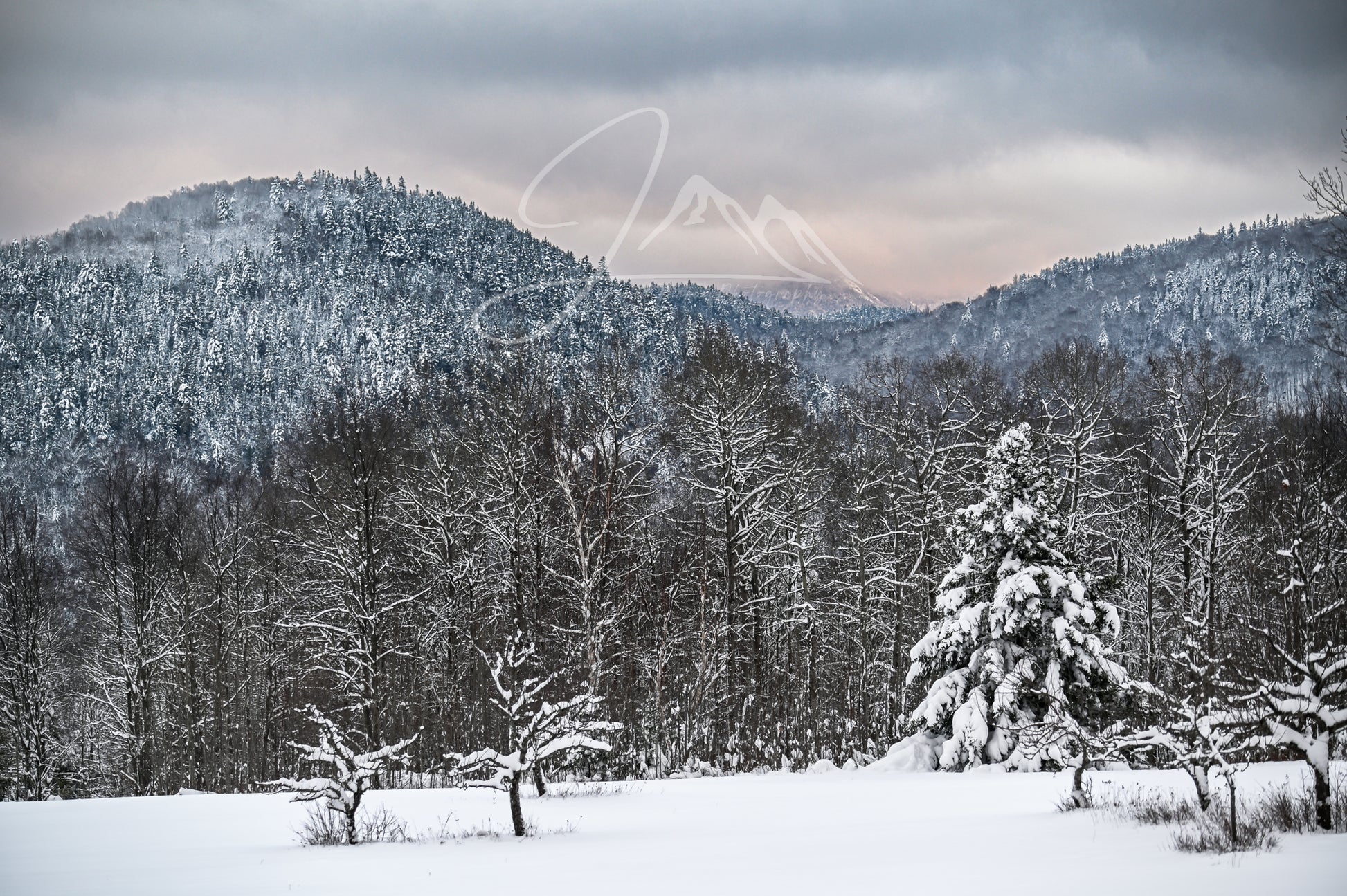 print of a field with snow covered trees and mountains