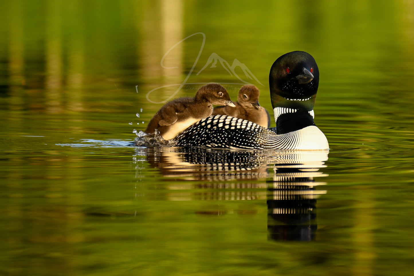 print of a mother loon and babies