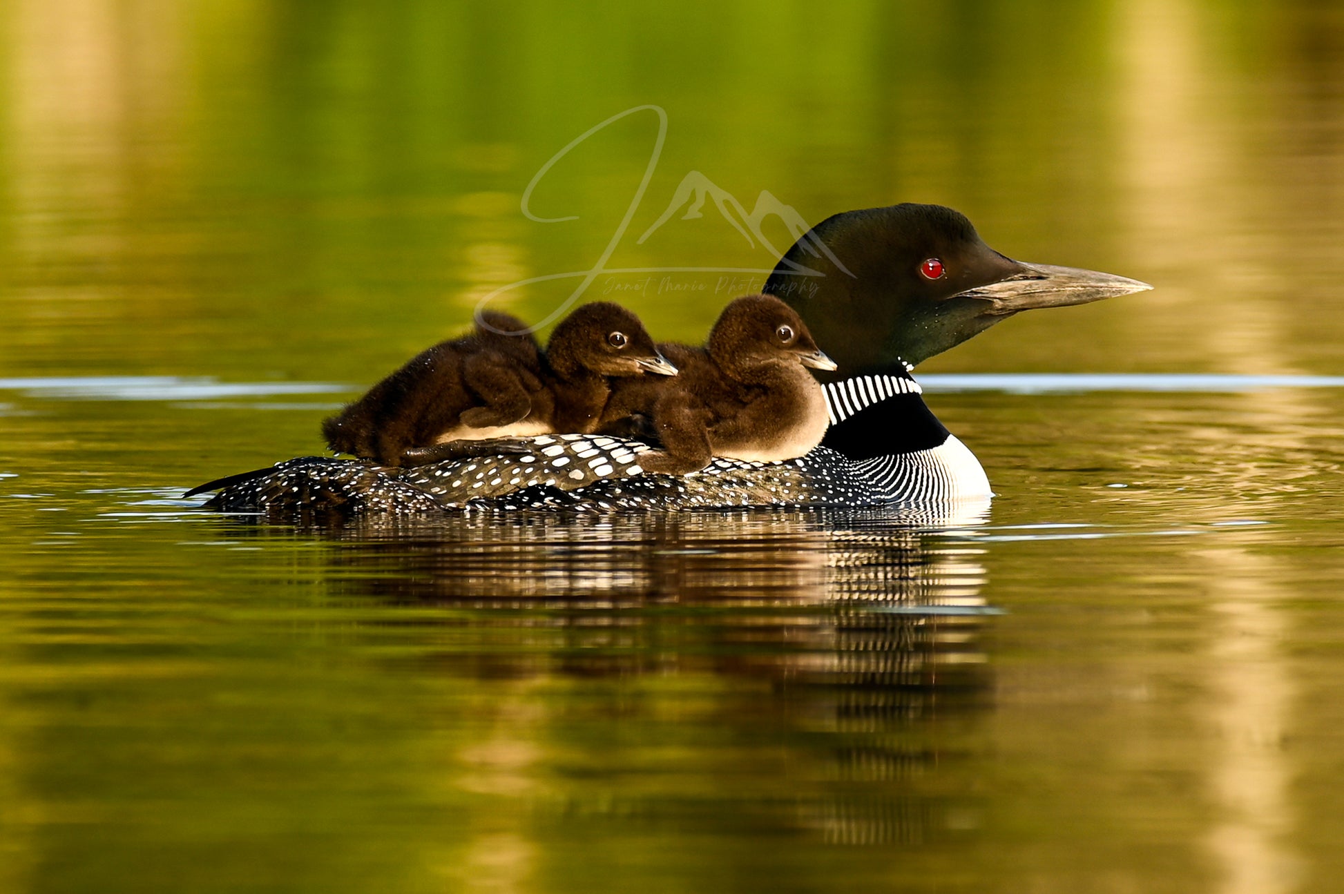 print of Mother Loon and Babies