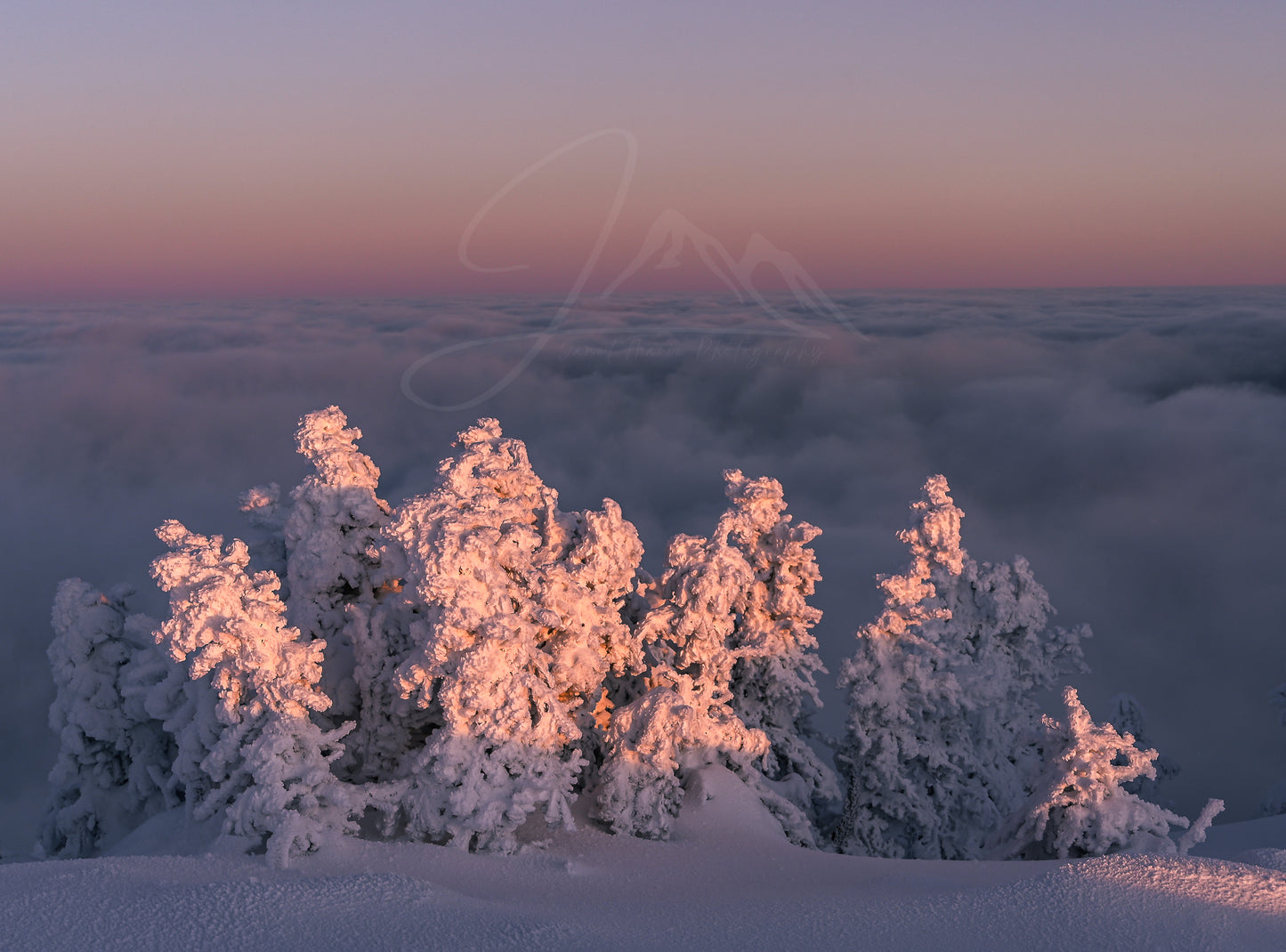 print of snow covered trees at sunset