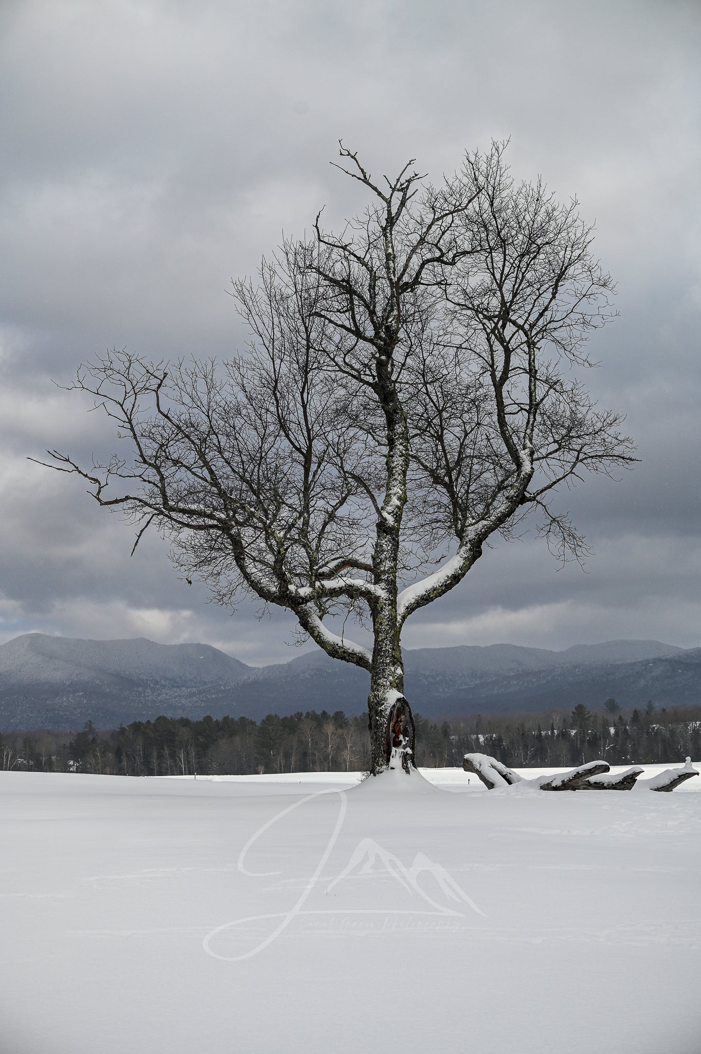 print of a lone tree