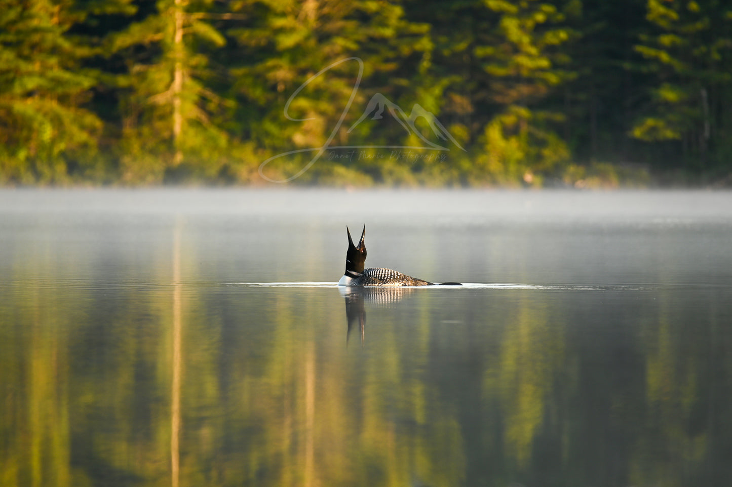 print of a common loon calling