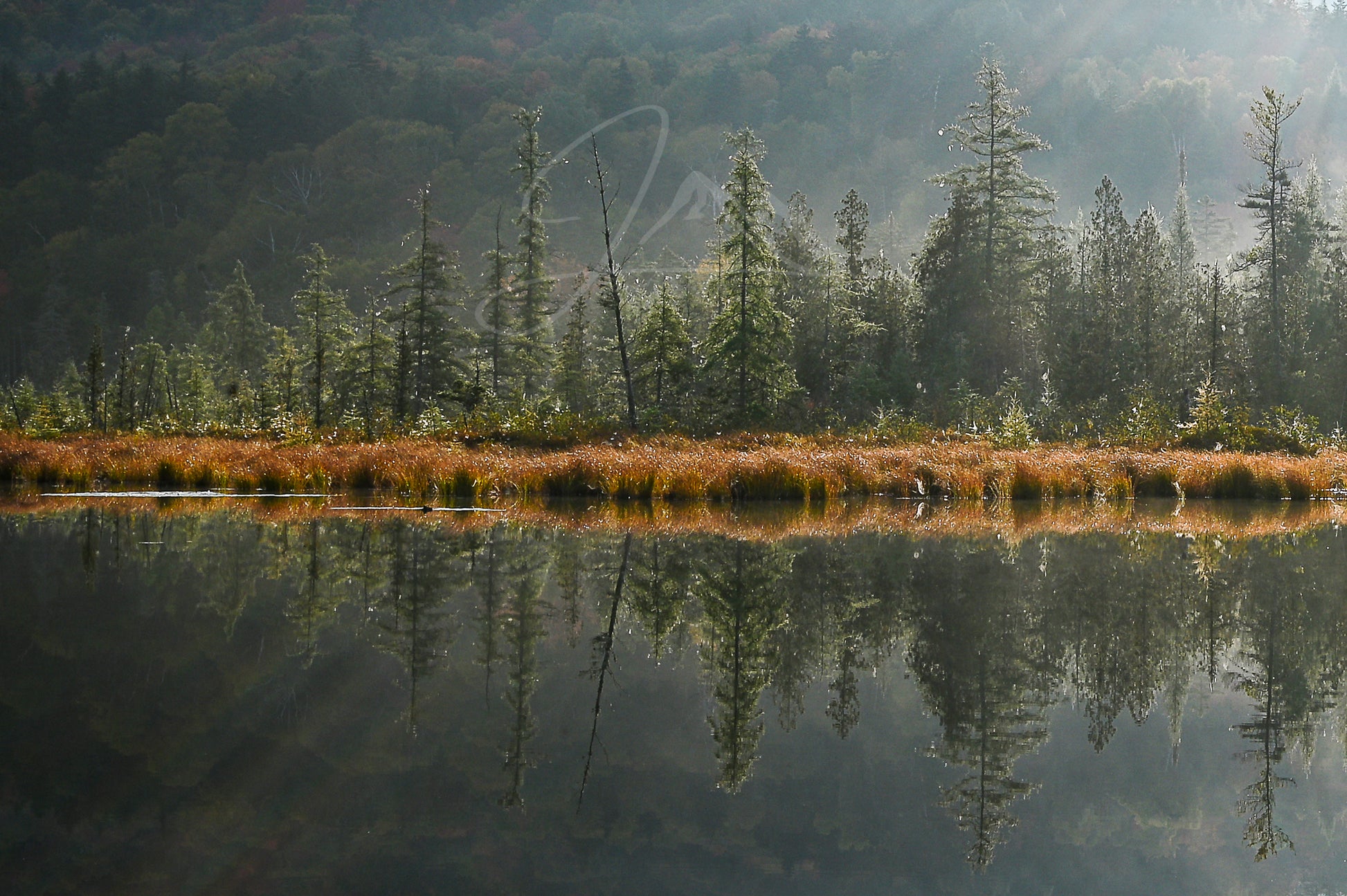print of tamarack trees reflecting on a pond