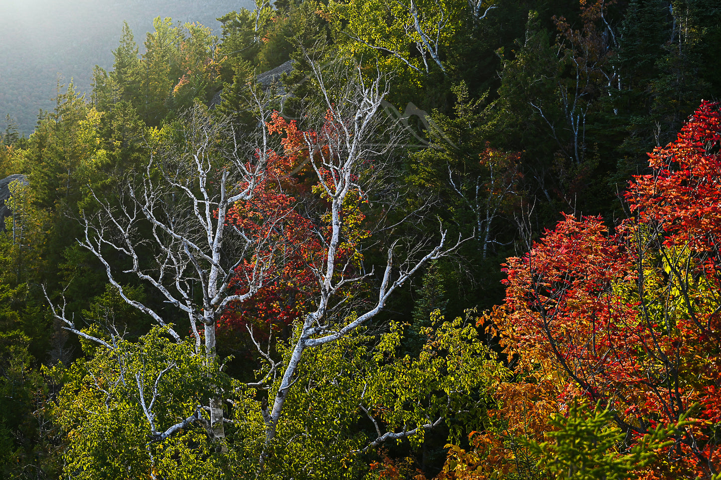 Birch Trees and Autumn Leaves Print