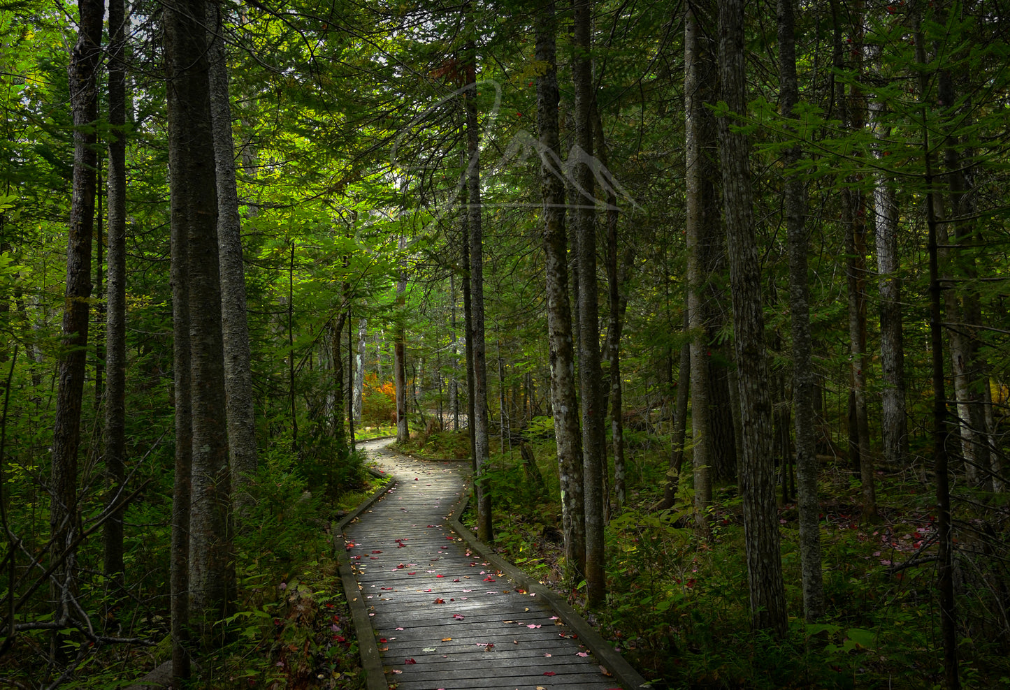 print of a Woodland Boardwalk