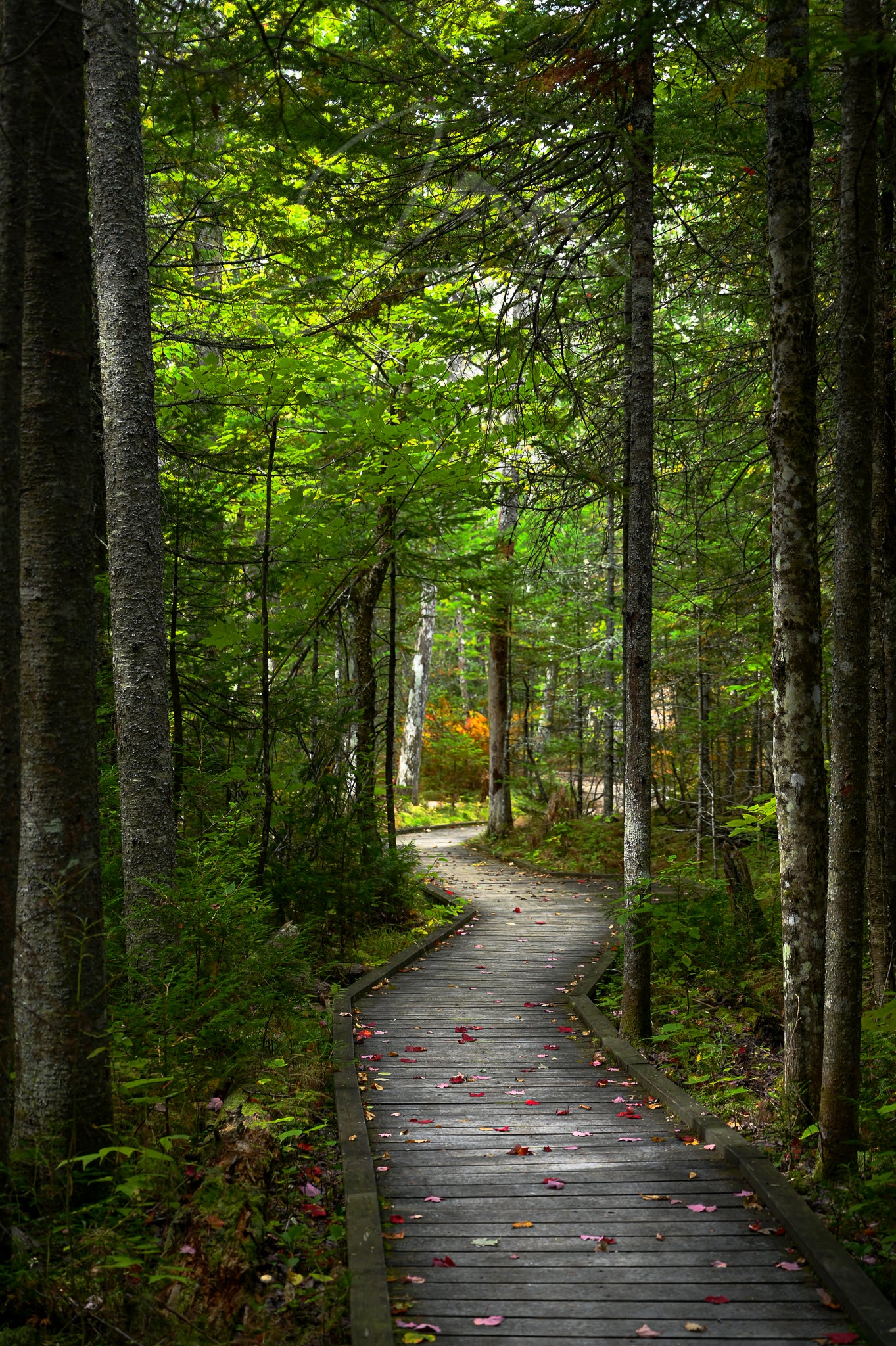print of a Woodland Boardwalk