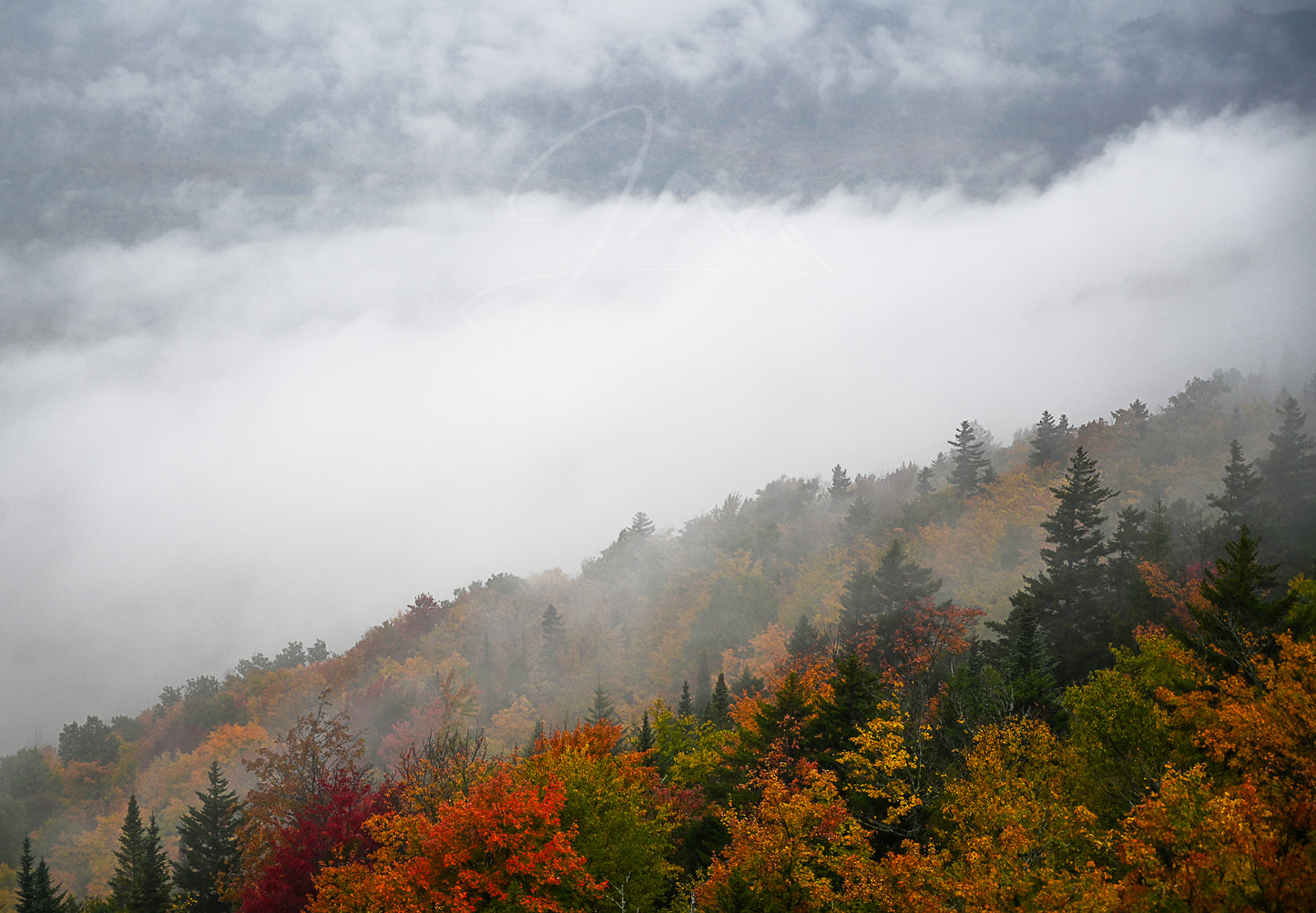 print of Mountainside Fog and Foliage