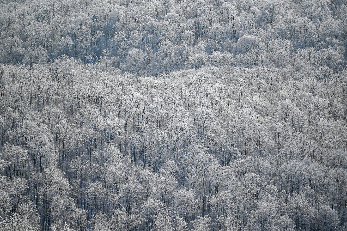 print of a frozen trees