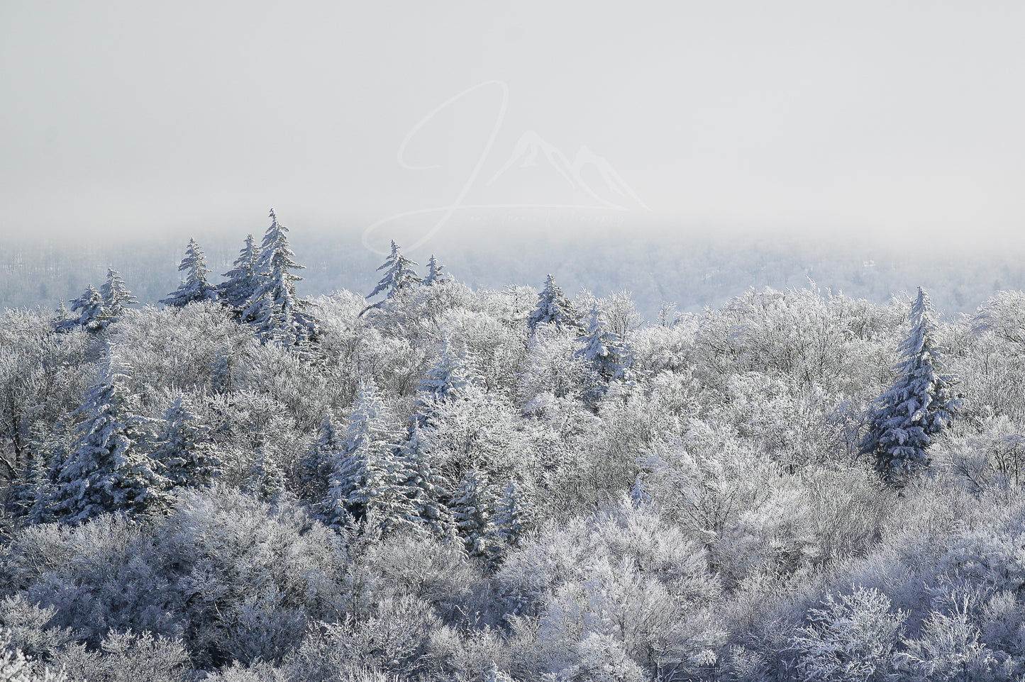 print of Frozen Trees Adirondack Mountains