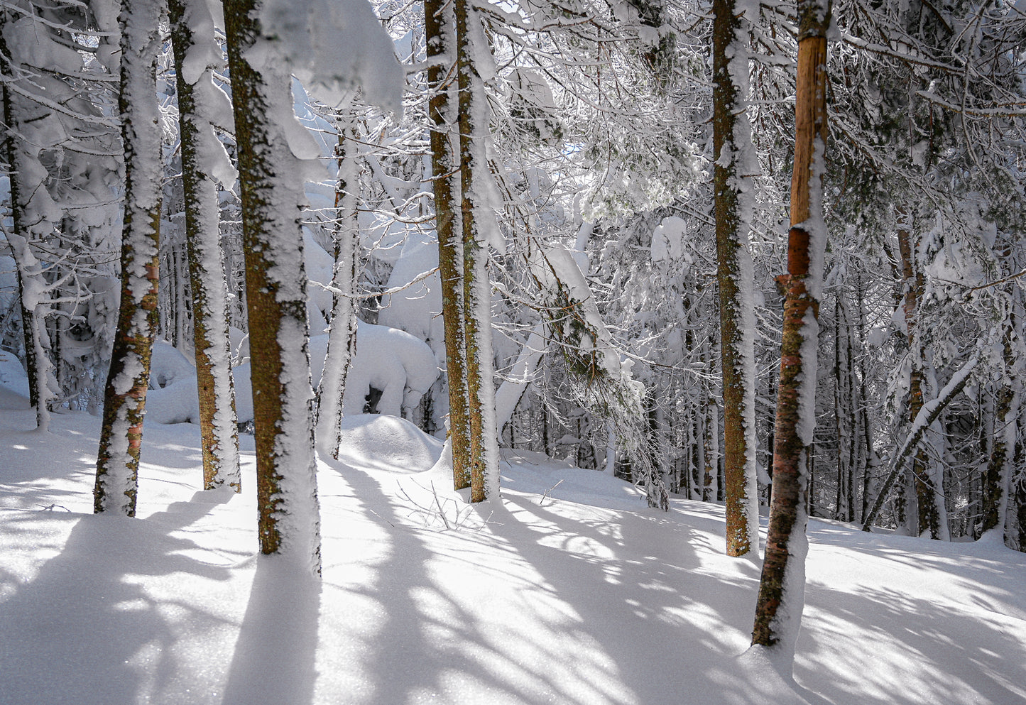 print of Winter Woods