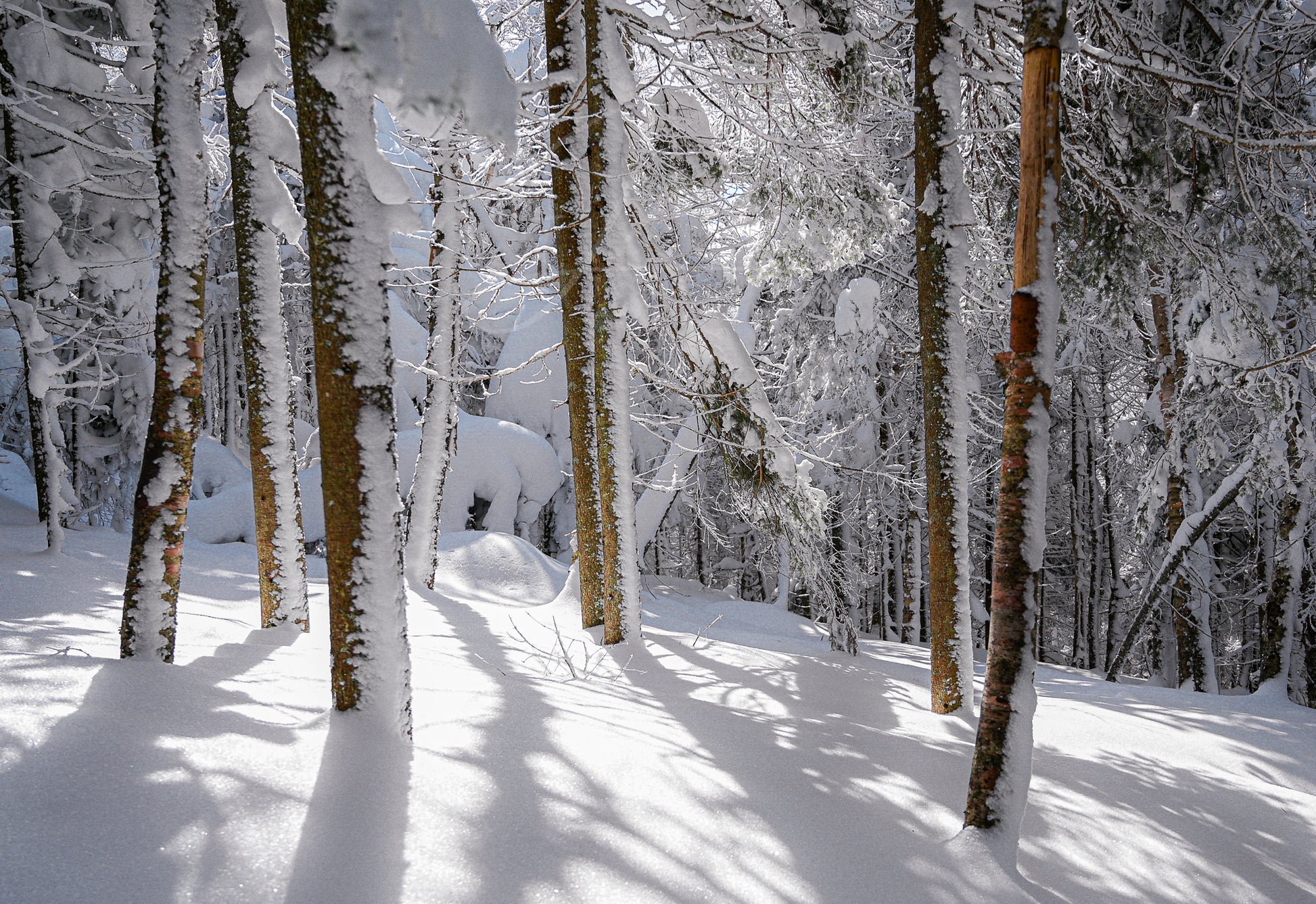 print of Winter Woods