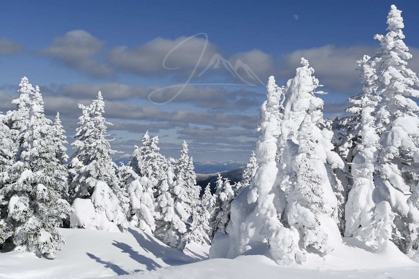 Print of Snowy Trees