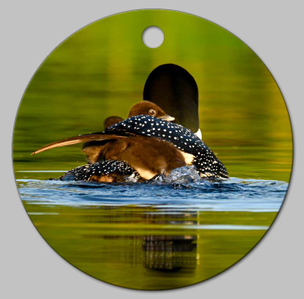 mother loon and babies