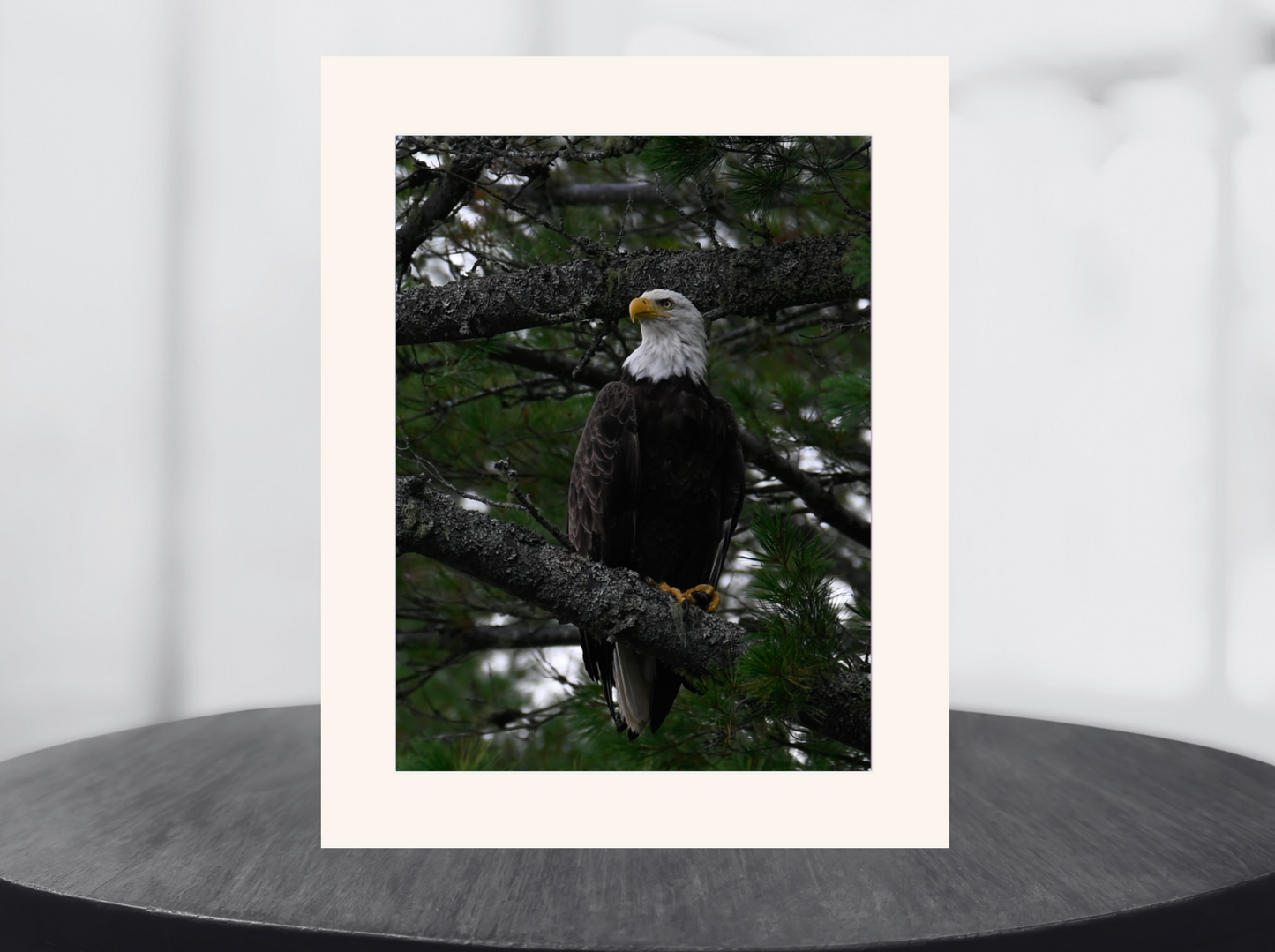 American Eagle print