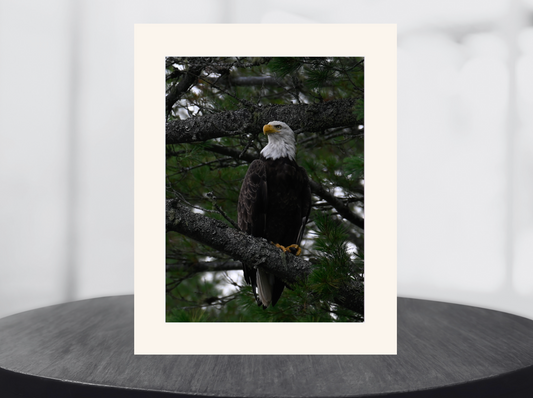 American Eagle print