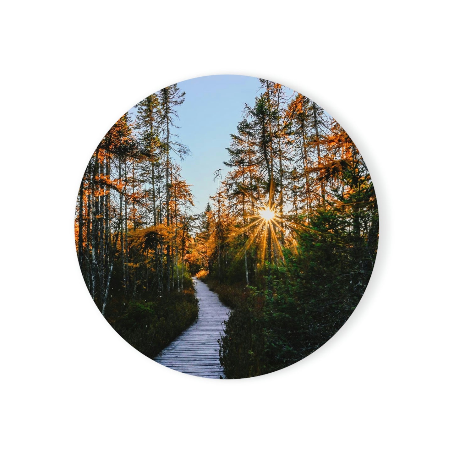 Cork Back Coaster - Golden Tamaracks