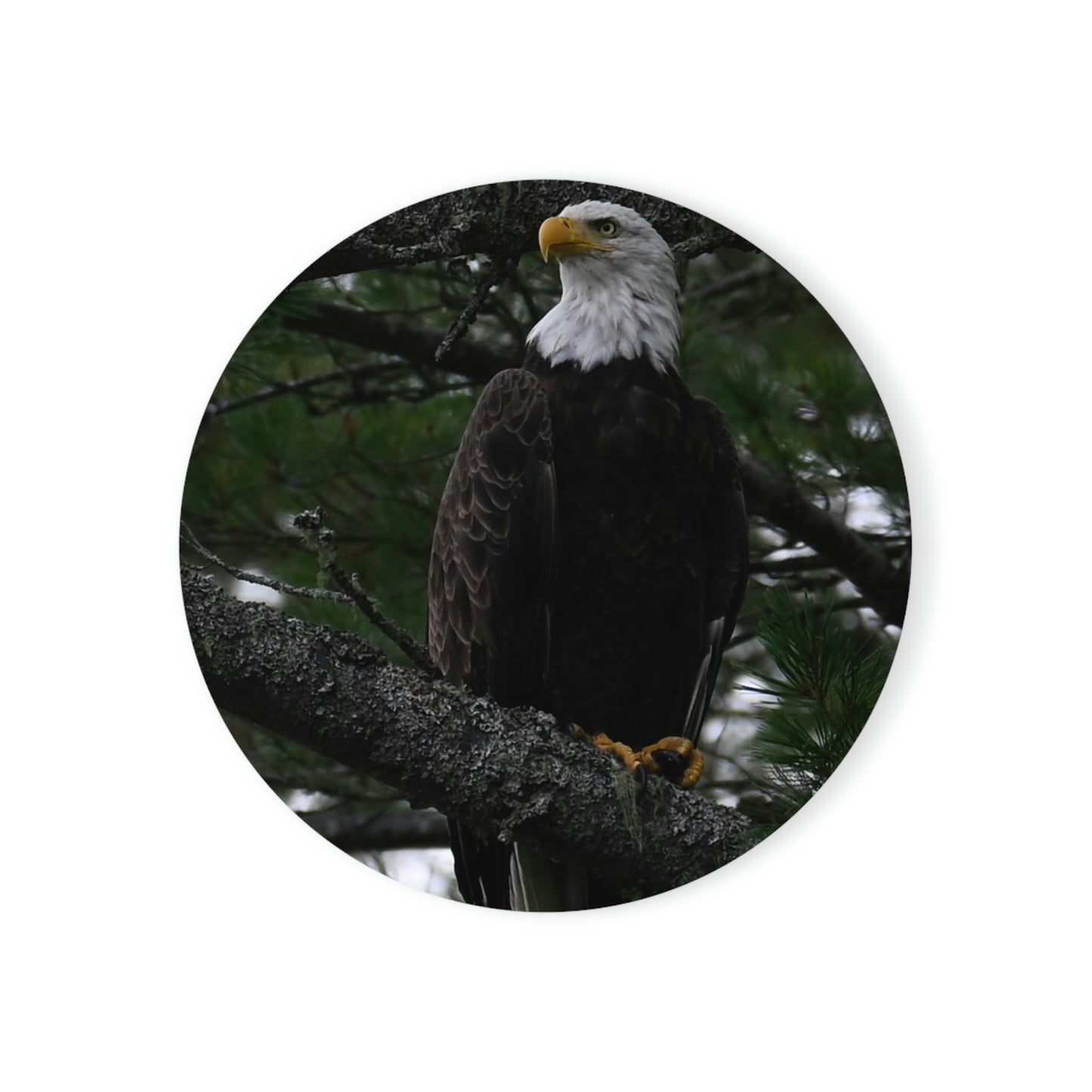 Cork Back Coaster - American Eagle