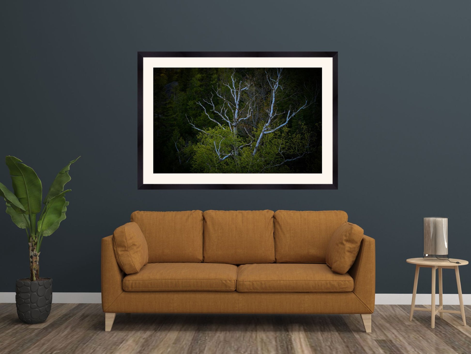 birch tree in a forest