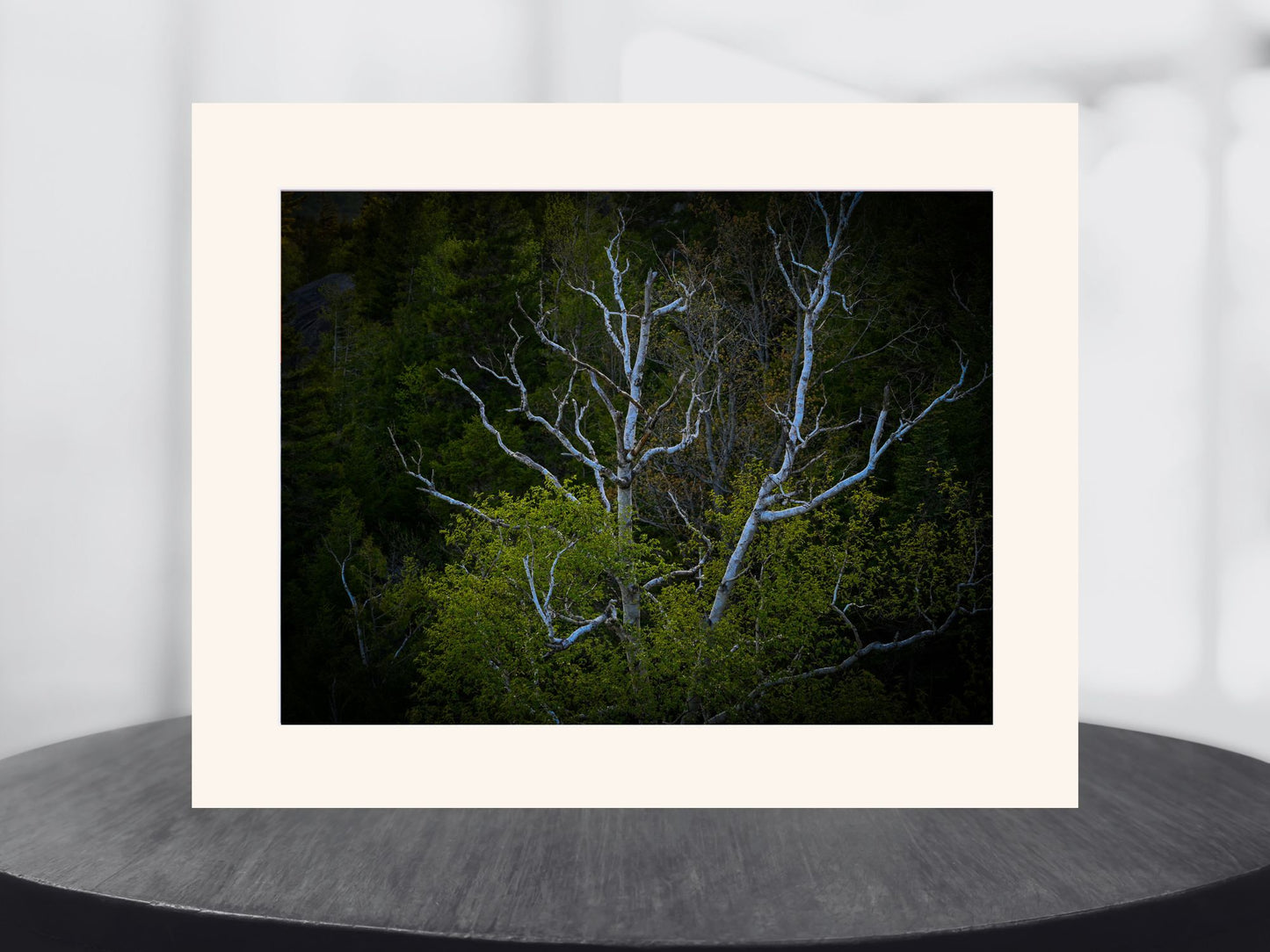 birch tree in a forest