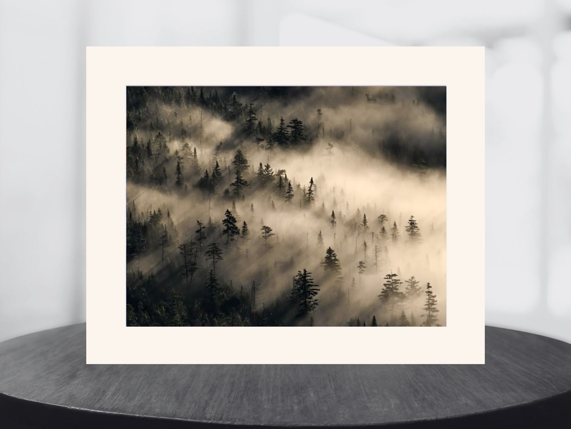 Trees Veiled in Mist - Adirondack mountains