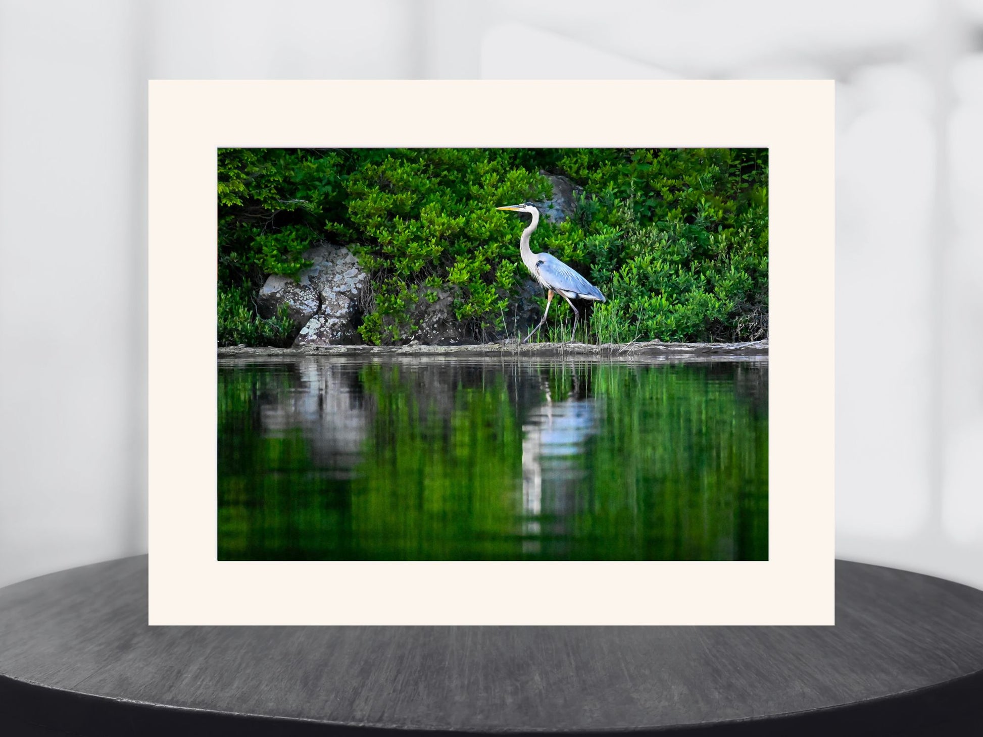 Great Blue Heron in the Adirondack’s