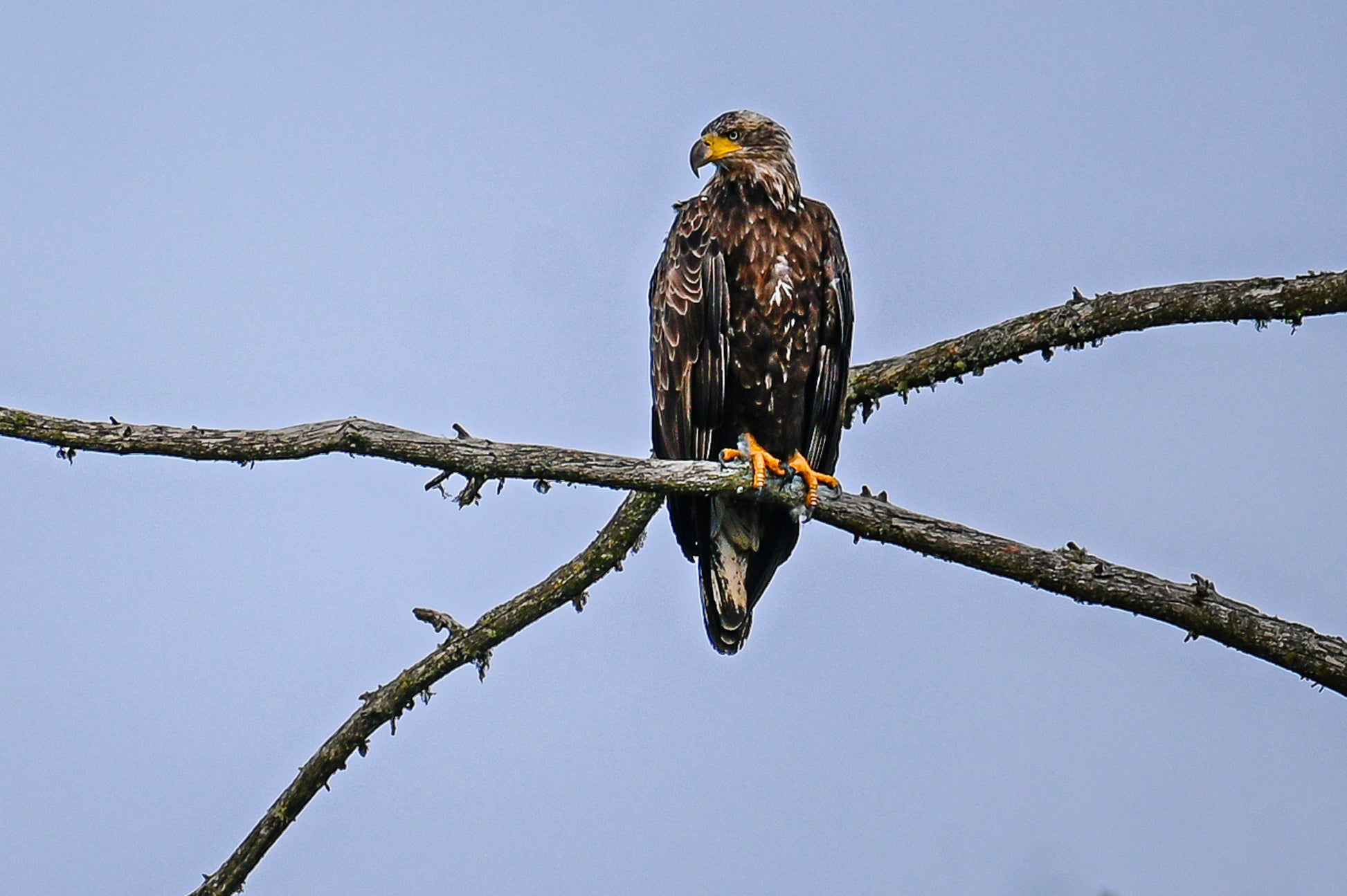 Juvenile Bald Eagle, Adirondack Mountains