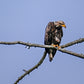 Juvenile Eagle in the Adirondack Mountains