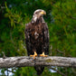 Juvenile Eagle, Adirondack Mountains