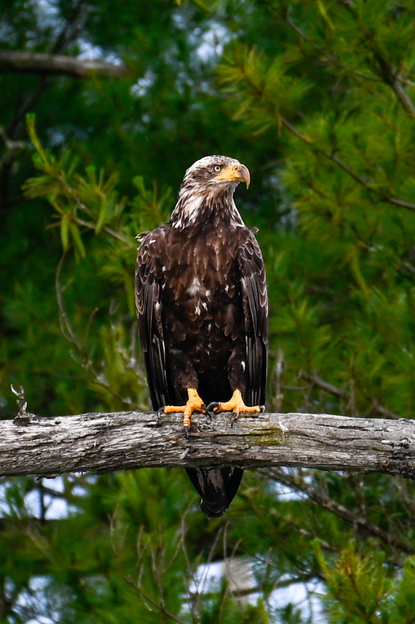 Juvenile Eagle, Adirondack Mountains