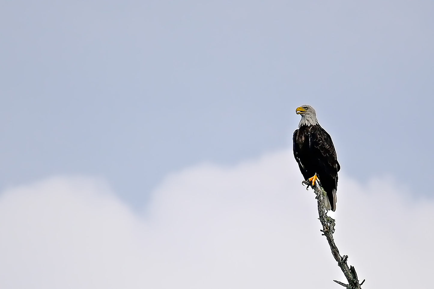 Bald Eagle in the Adirondack’s