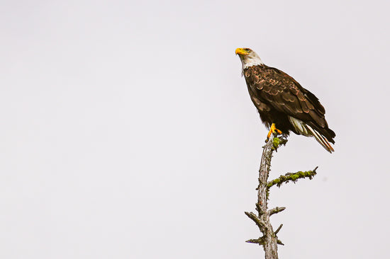 Eagle's Gaze in the Adirondacks