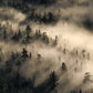 Trees Veiled in Mist - Adirondack mountains