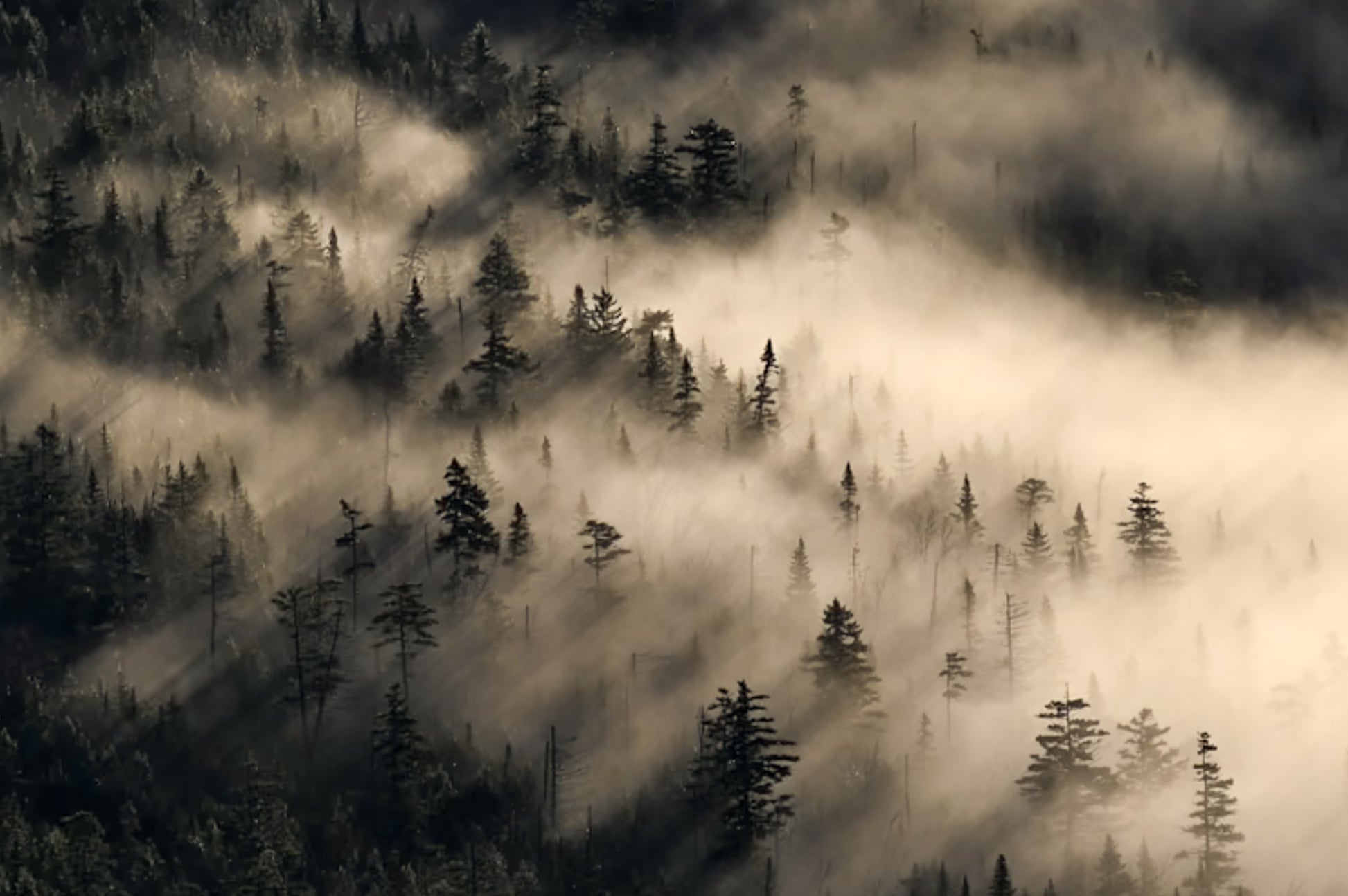 Trees Veiled in Mist - Adirondack mountains