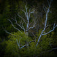 birch tree in a forest