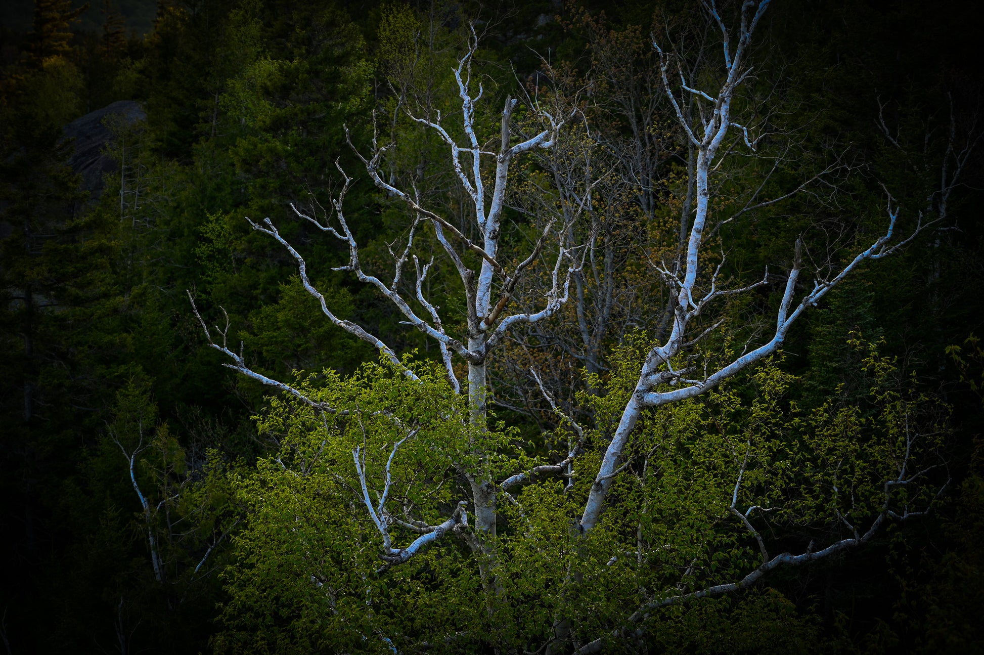 birch tree in a forest